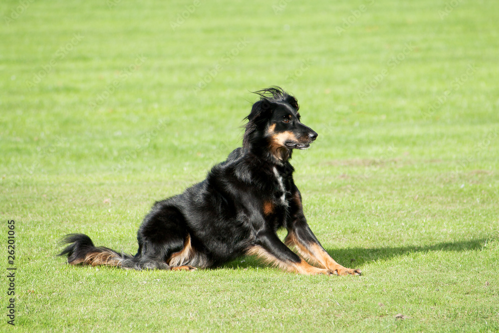 Fototapeta premium Obedient black pet dog, Collie cross