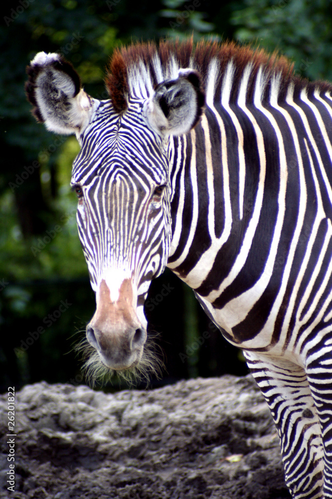 Fototapeta premium Zèbres de Grevy