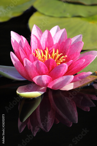 Water lily,