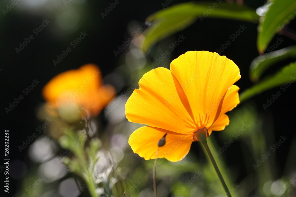 Eschscholzia californica, Kalifornischer Mohn Eschscholzia californica, Kalifornischer Mohn