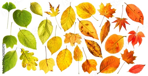 Herbstlicher Farbverlauf   autumn colour gradient