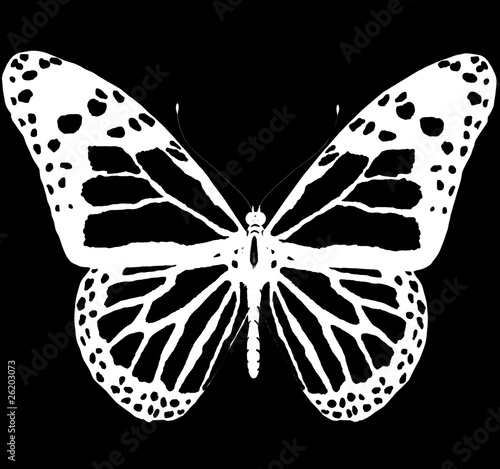 Isolated butterfly of white color on a black background Stock Illustration  | Adobe Stock