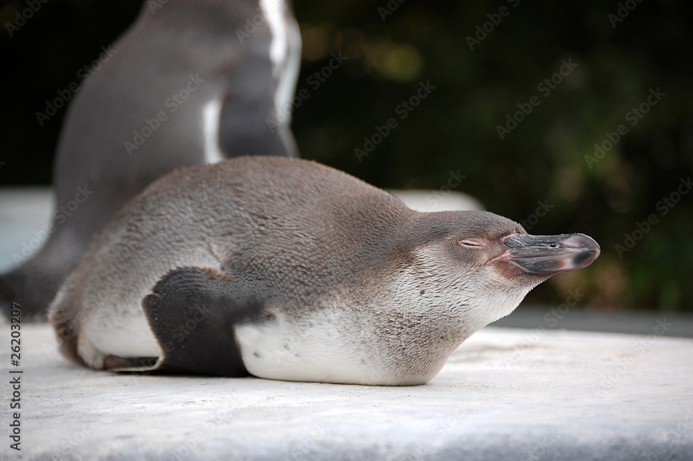 Obraz premium Peruvian Penguin laying on its belly