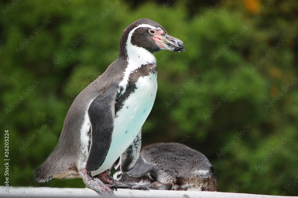 Naklejka premium Peruvian Penguin standing
