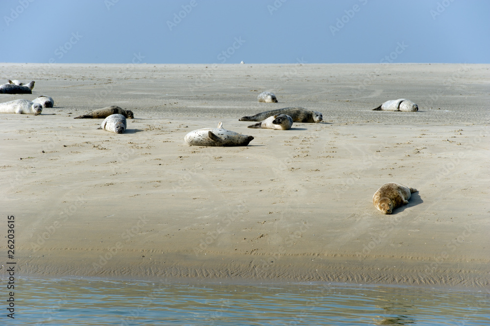 Fototapeta premium Seal in nature landscape