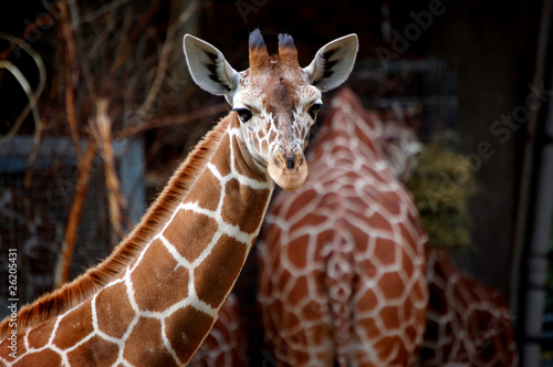 Reticulated Giraffe close up