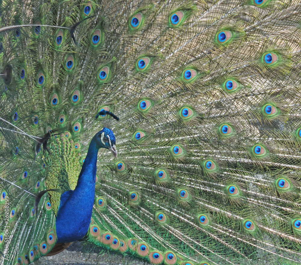 Obraz premium Peacock