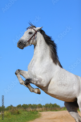 andalusian horse