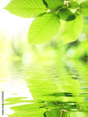 green leaf and water