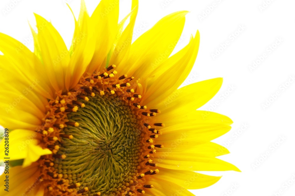 Naklejka premium sunflower