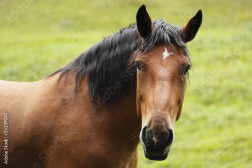 portraet eines Pferdes © rupbilder