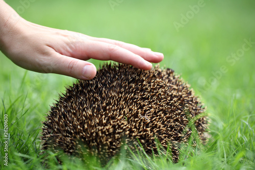 Igel photo