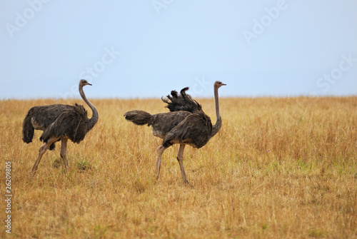 Two female ostrichs