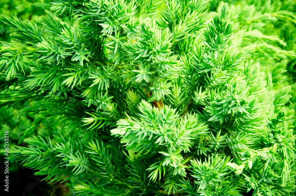 juniper branch closeup juniper branch closeup