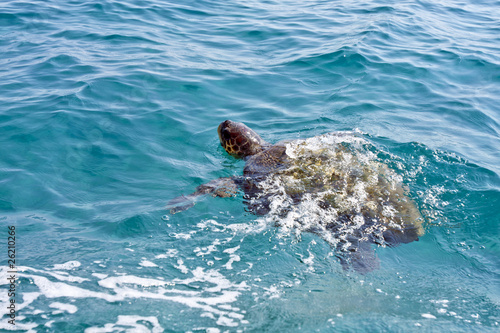 The Loggerhead Sea Turtle (Caretta caretta) - swimming in waters
