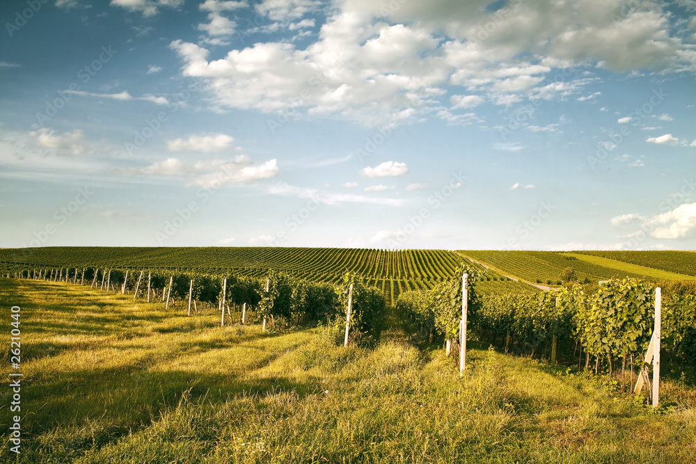 Evening view of the vineyards in Moravia