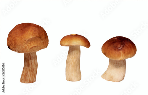 Ceps isolated on a white