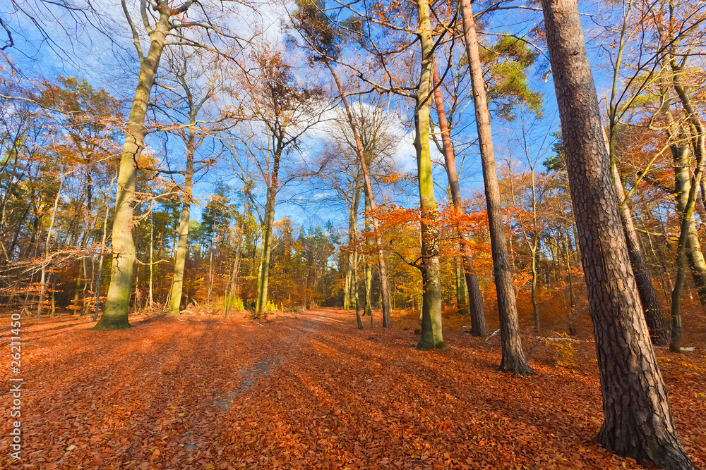 Fototapeta premium Vibrant image of autumn park at sunset