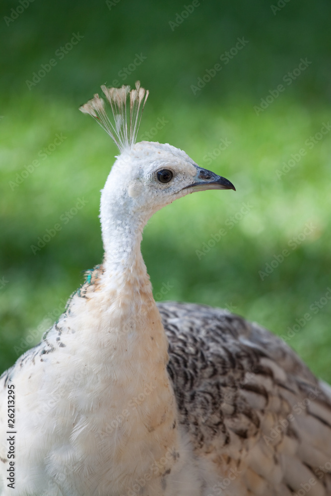 Female white peacock Female white peacock