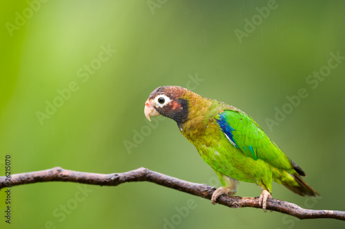 Brown-hooded Parrot in a branch.