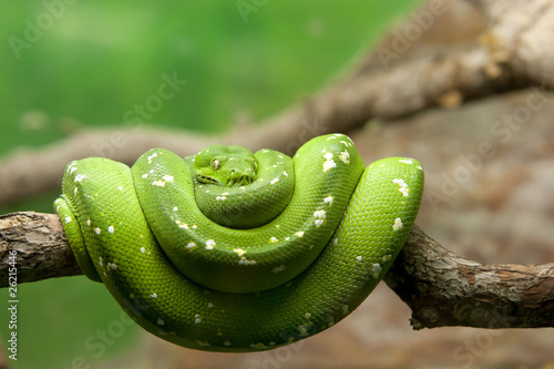 a green snake on a branch
