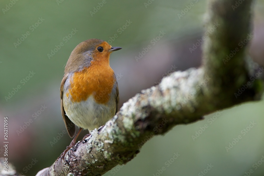 Robin Robin