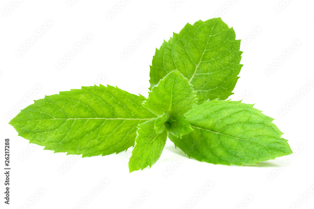 Leaf spearmint on white background Leaf spearmint on white background