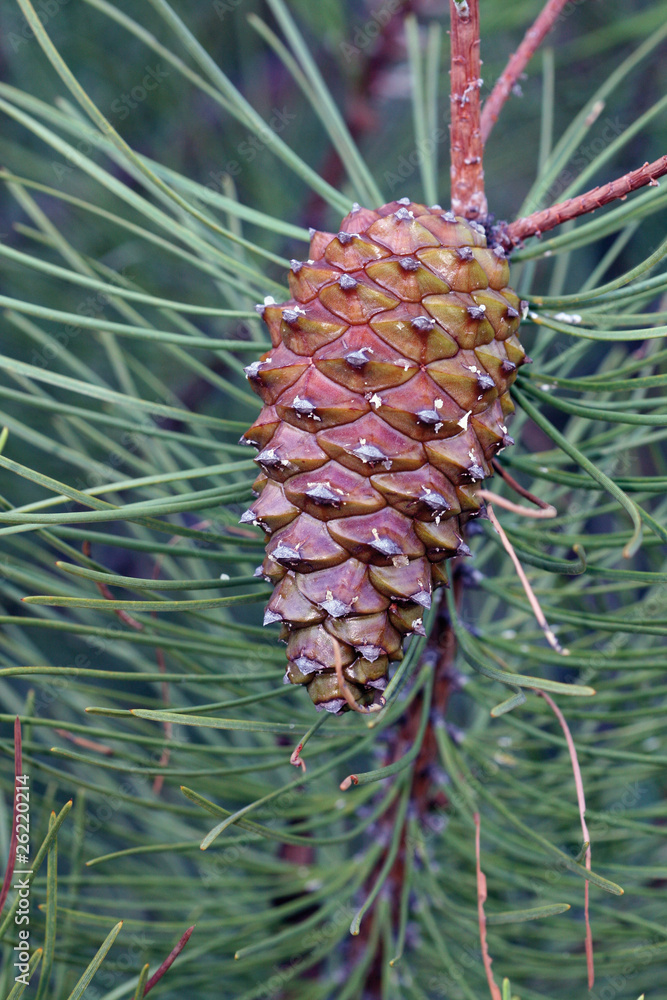 Pina de pino (pinus pinaster) foto de Stock | Adobe Stock