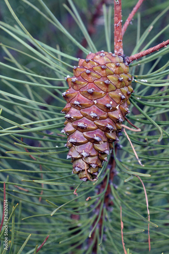 Pina de pino (pinus pinaster)