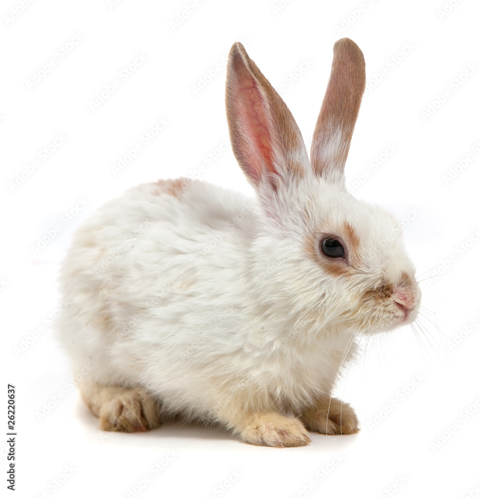 White small rabbit