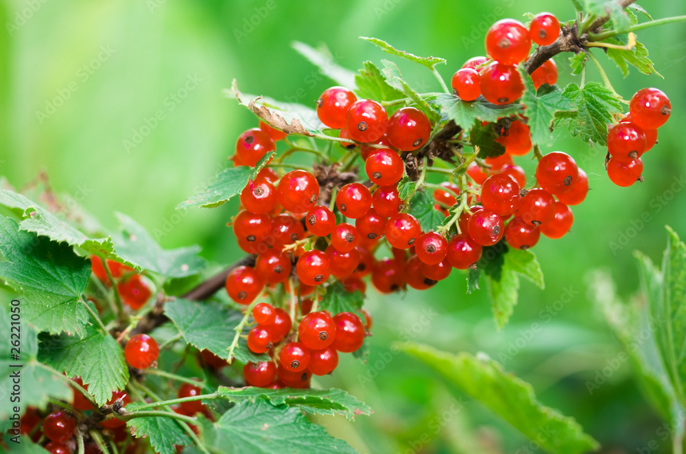 Red currant Red currant