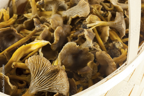 Basket with funnel chanterelle