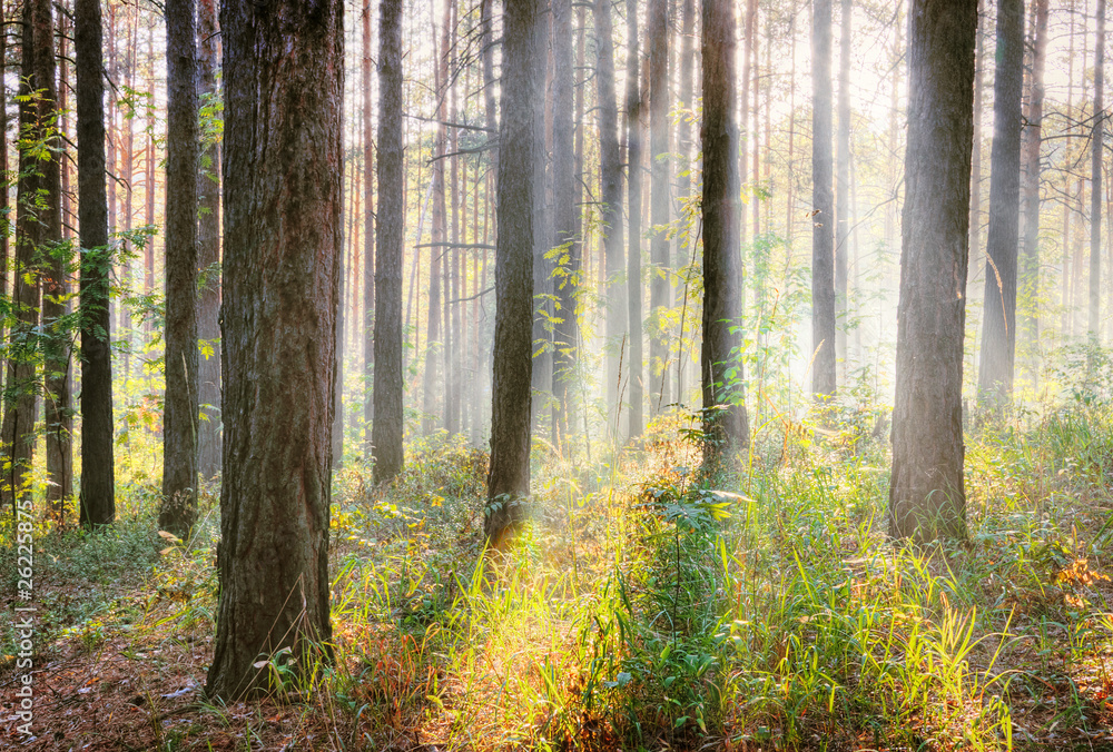 Naklejka premium sunset