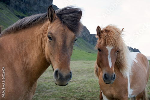 Horses on an Icelandic farm © Lucia Pitter