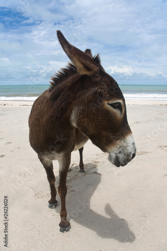 Donkey On A Brazilian Beach