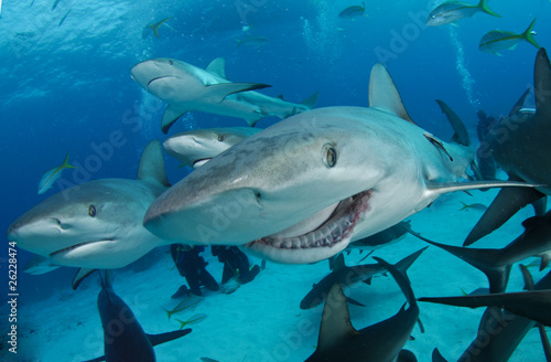 Reef shark with broken jaw, smile