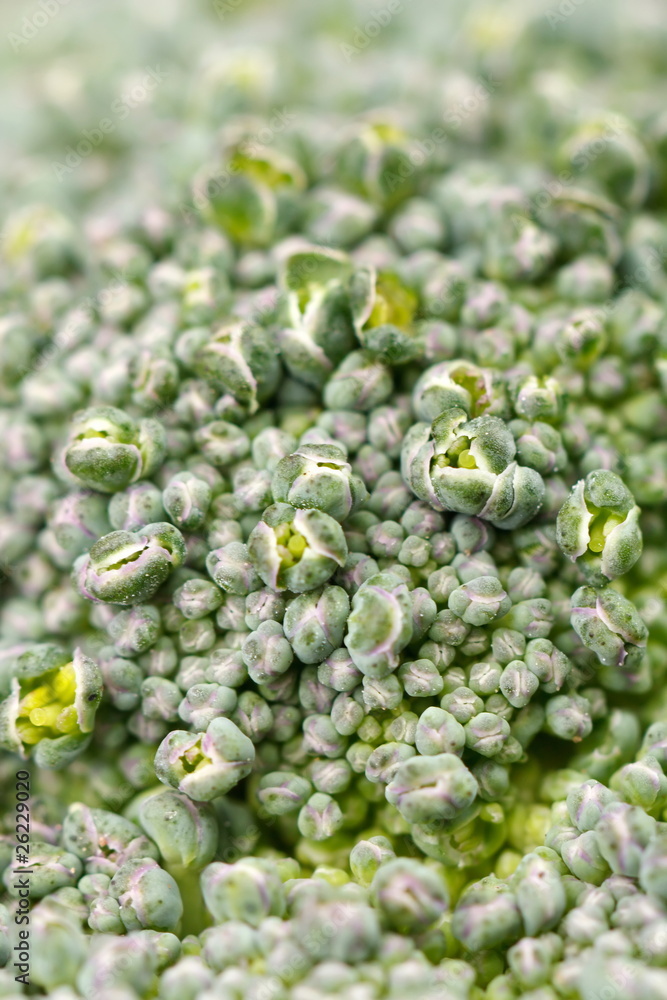 Fresh Raw Green Broccoli Fresh Raw Green Broccoli