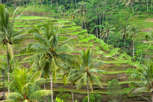 rice terraces of bali, indonesia