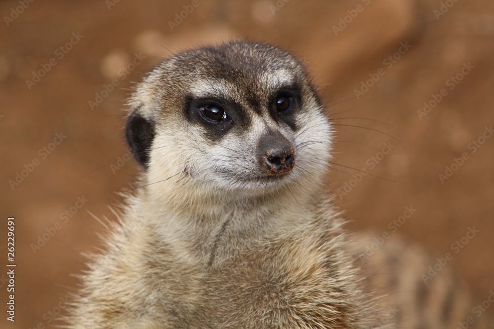 Fototapeta premium Erdmännchen im Palmitos-Park, Gran Canaria
