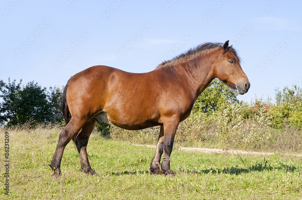 Strong country working horse on a meadow Strong country working horse on a meadow