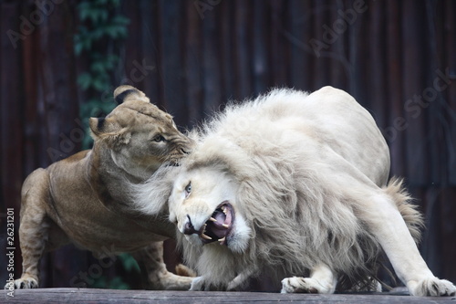 Fototapeta Naklejka Na Ścianę i Meble -  the king, lion, lioness playing