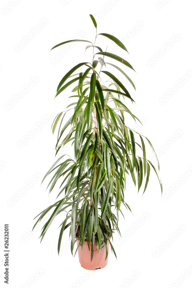 Naklejka premium ficus isolated