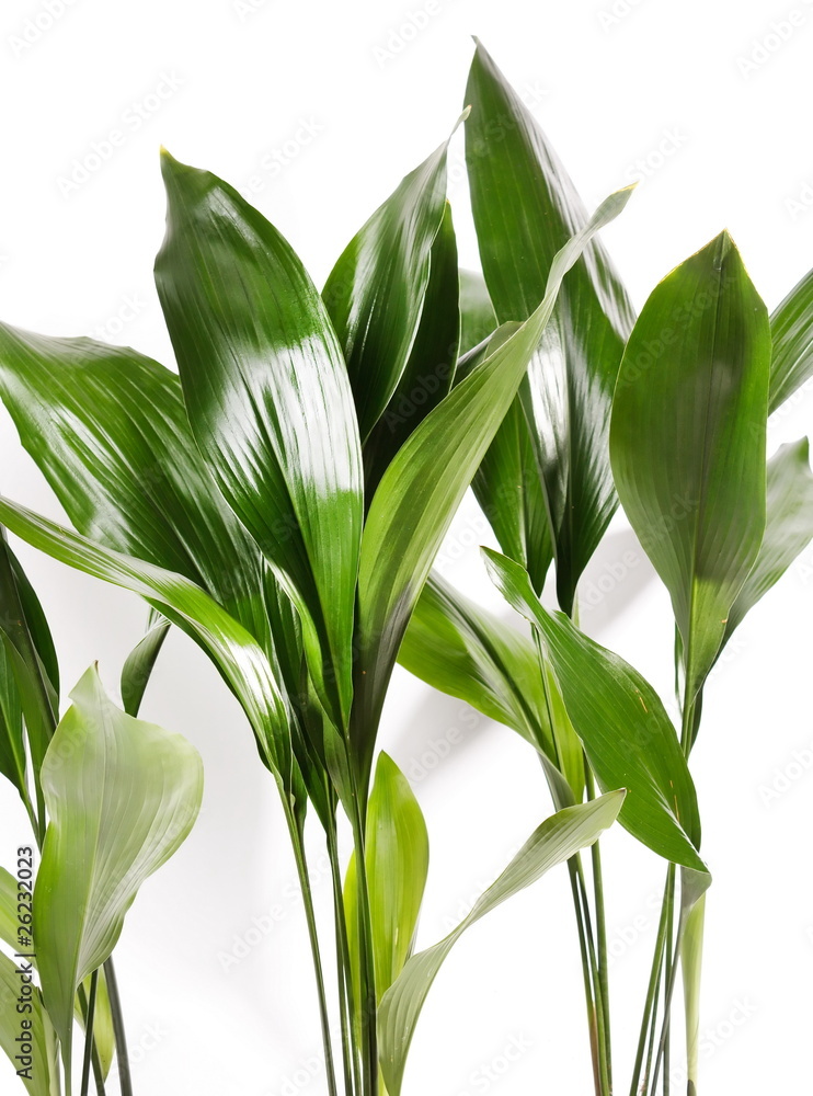 Obraz premium green plant