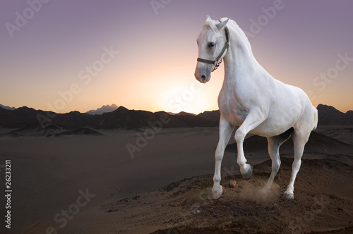 White horse and the sunset in the desert