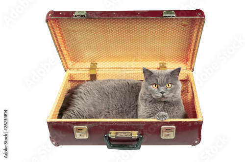Cat in the old vintage suitcase