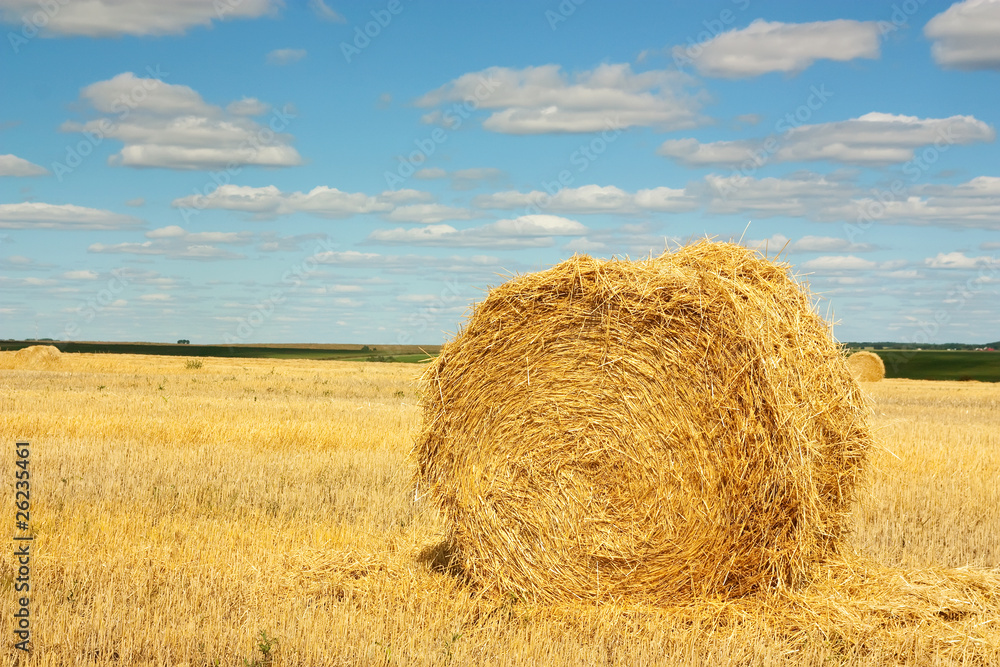 landscape with field