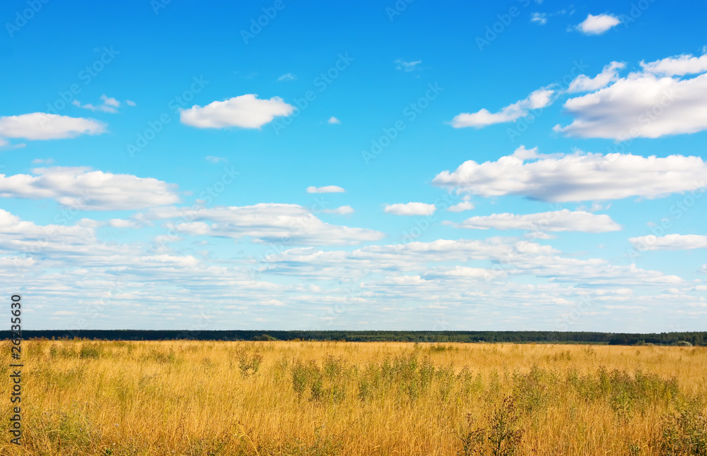 Summer landscape