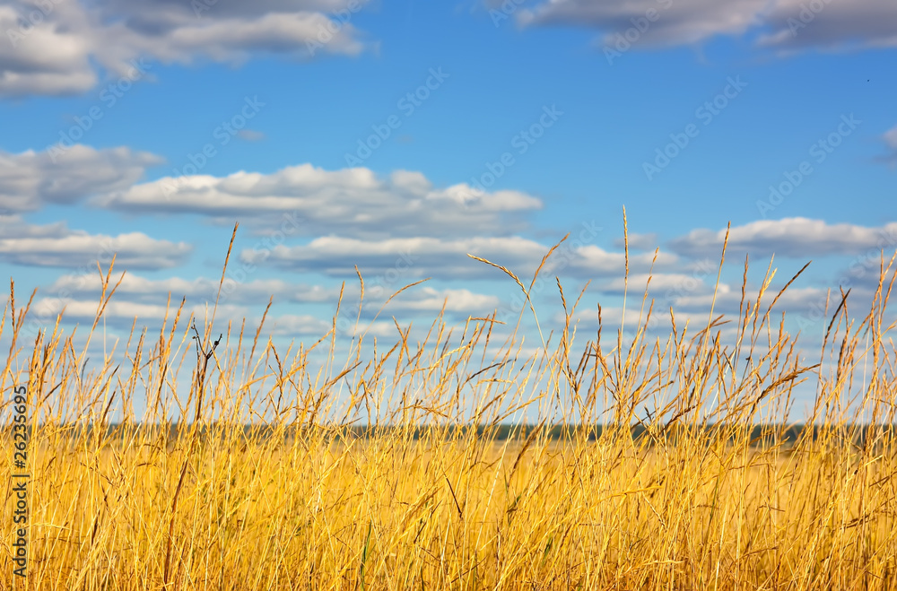 Fototapeta premium Wheat field and sun with blue sky