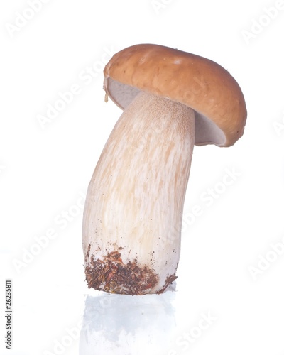 Boletus mushroom isolated on white