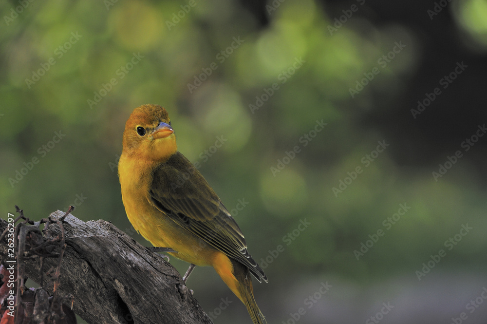 Fototapeta premium Summer Tanager (kobieta)